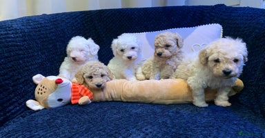 Toy Poodle dogs ✨ Beautiful Litter of Healthy Poodle Puppies ✨🐩 - Advert 3