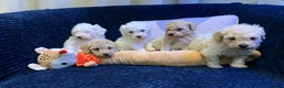Toy Poodle dogs for sale: ✨Beautiful Litter of Healthy Poodle Puppies ✨🐩 - Advert 4