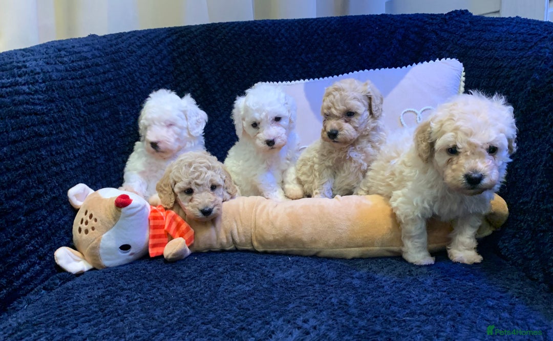 Toy Poodle dogs for sale: ✨Beautiful Litter of Healthy Poodle Puppies ✨🐩 - Advert 4