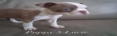Boston Terrier Puppy 5
