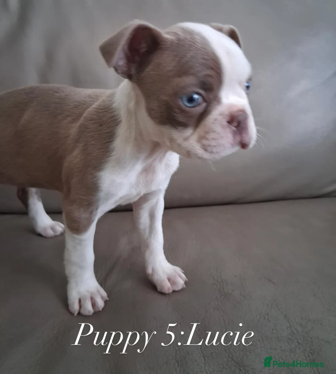 Boston Terrier dogs for sale: Boston Terrier Puppies KC REGISTERED🐶 - Advert 2