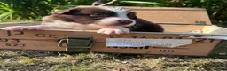 Border Collie dogs for sale: Border Collie Puppies Merles & Red and Whites - Advert 7