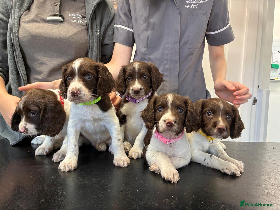 English Springer Spaniel dogs for sale: KC registered English Springer Spaniel - Image 30