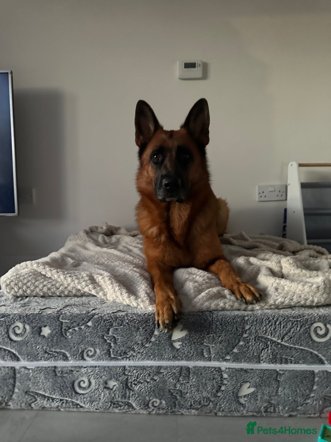 German Shepherd dogs for sale: ****UPCOMING LITTER*** - Advert 9