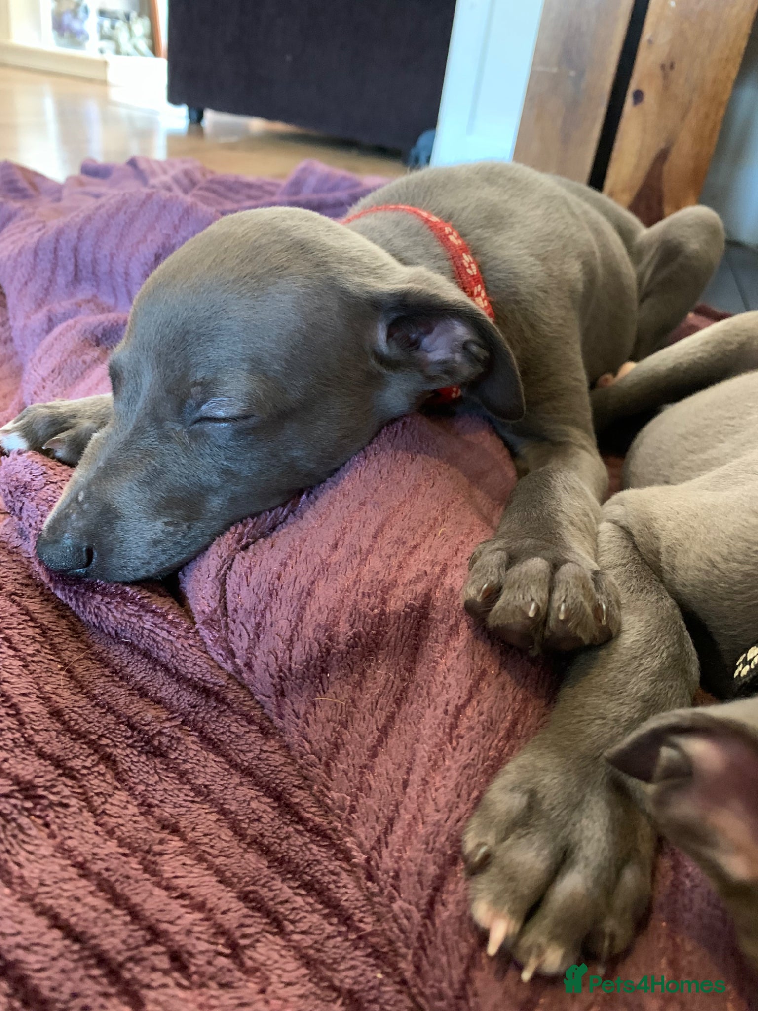 Whippet dogs Blue Kennel Club Registered Whippet pups - Advert 1