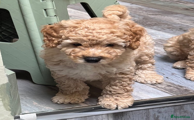 Cavapoo dogs - Advert 5