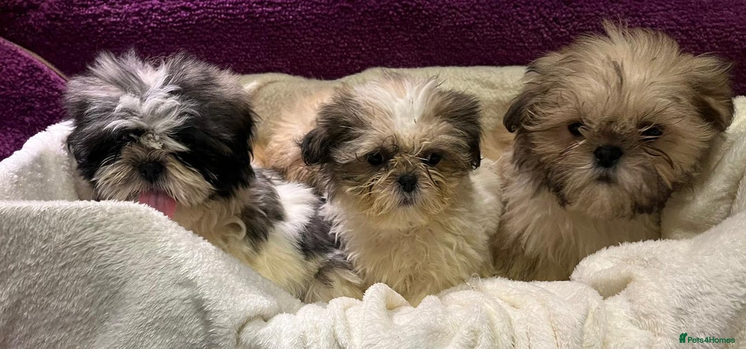 Shih Tzu dogs for sale: Shih Tzu puppy's - Advert 8