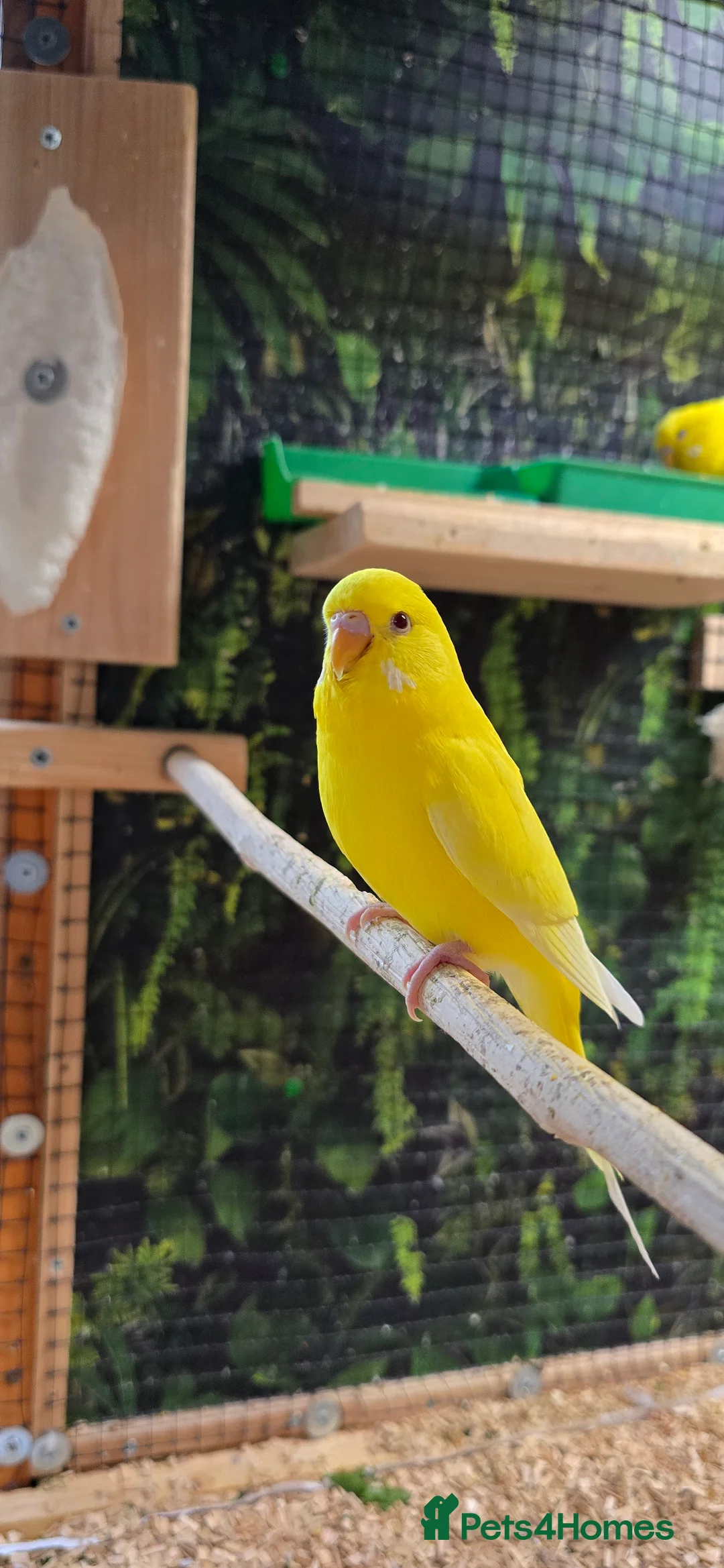 Budgerigars birds for sale: Male budgerigar. Lutino variety. - Advert 8