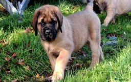 Mastiff dogs for sale: KC English Mastiff puppies READY NOW - Image 2