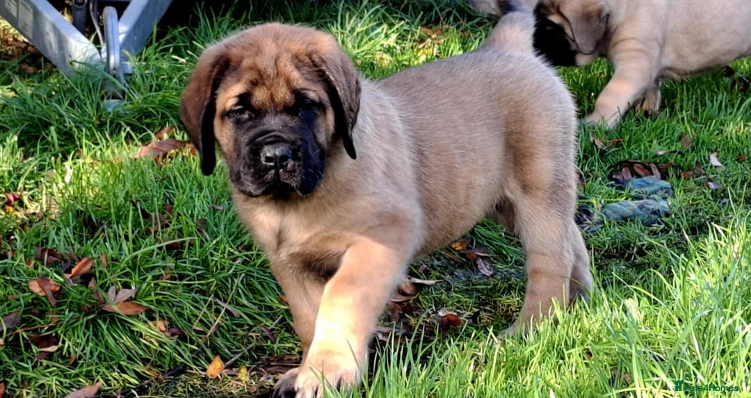 Mastiff dogs for sale: KC English Mastiff puppies READY NOW - Image 2