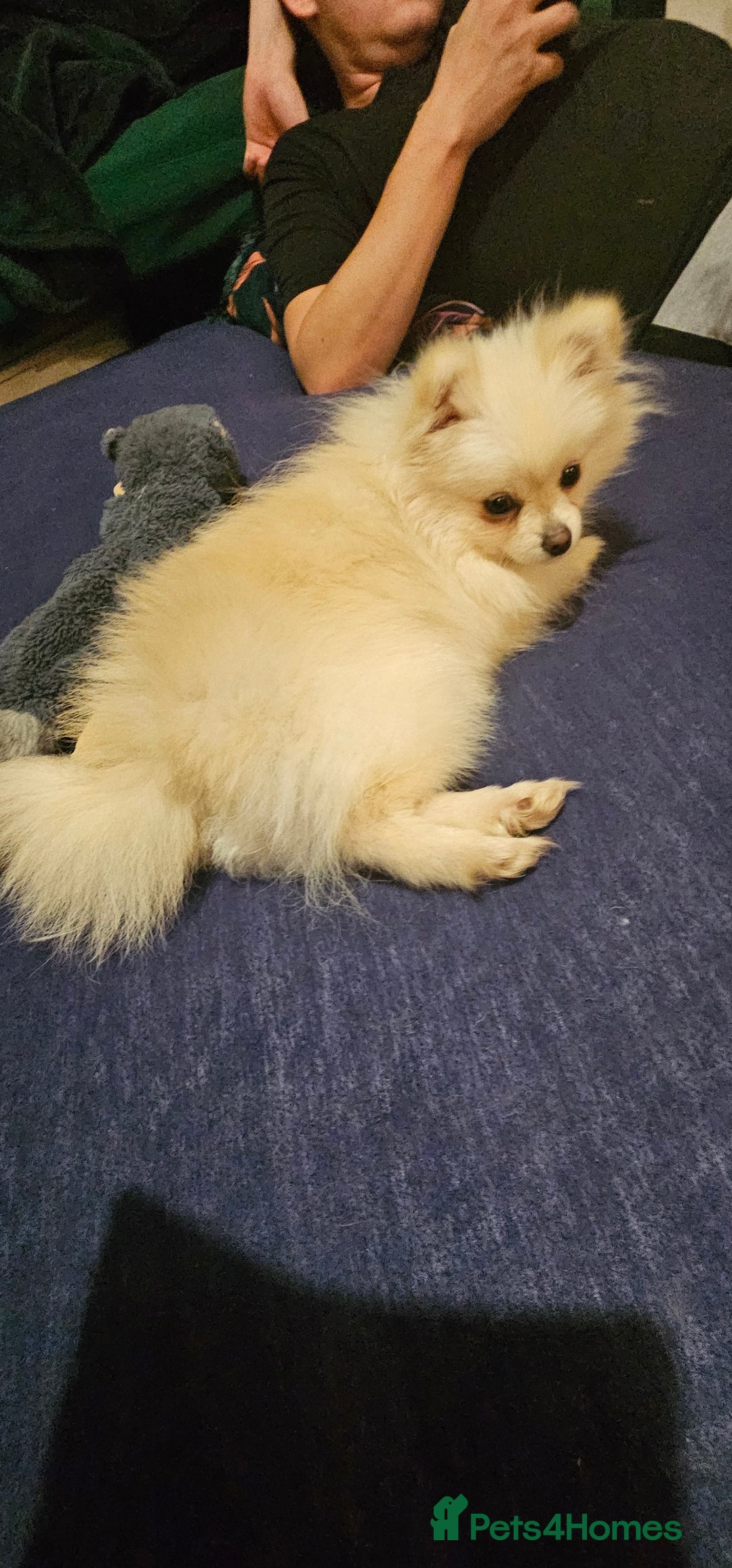 Pomeranian dogs for sale: Beautiful  ** -Size Pomeranian Girl - Image 12