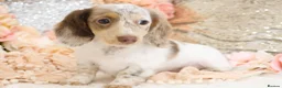 Miniature Dachshund dogs for sale: KC Longhair Miniature Dachshund Puppies - Advert 28
