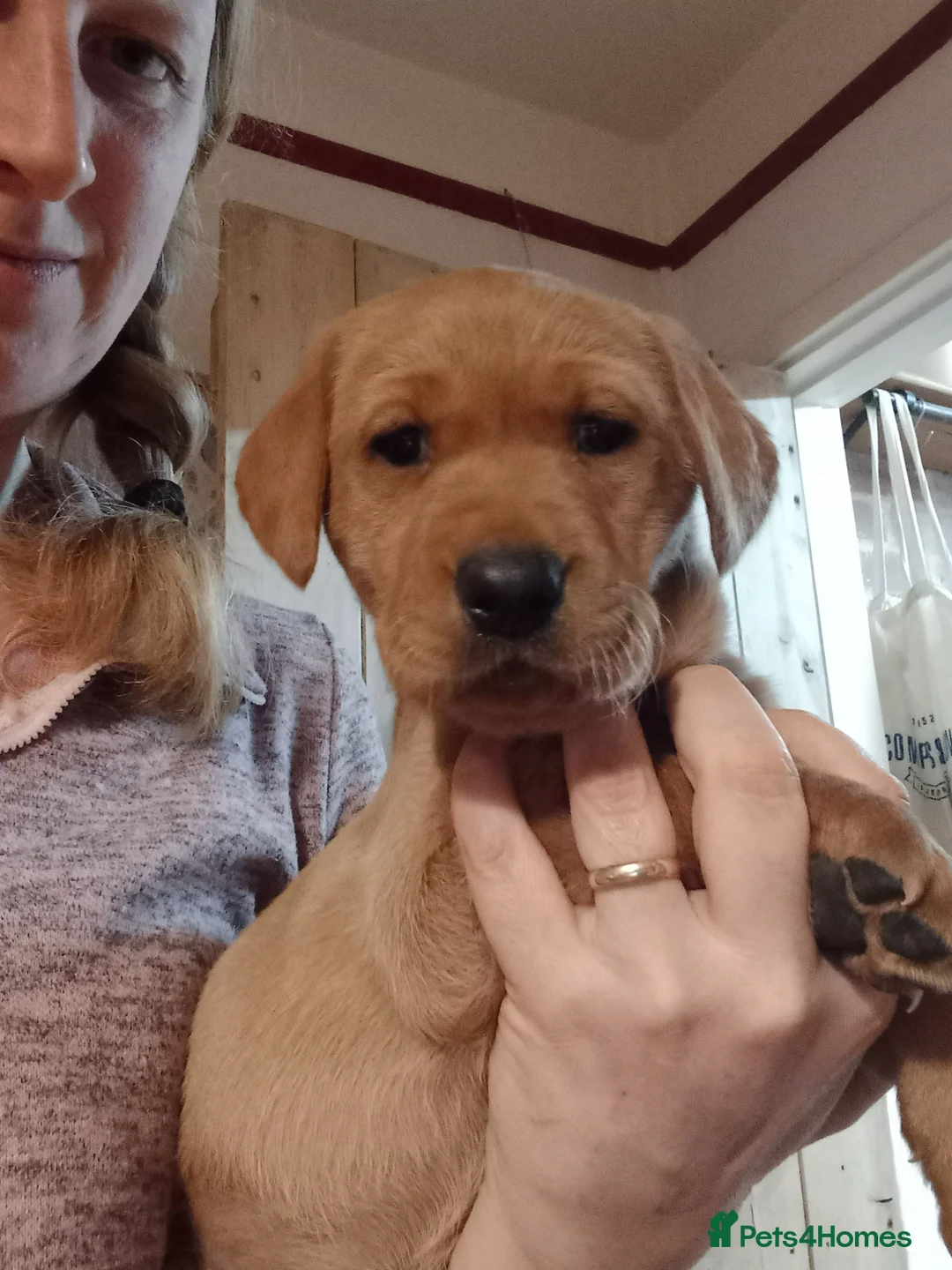 Labrador Retriever dogs for sale: KC Registered Red Labrador Retriever Puppies - Advert 1