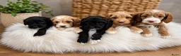 Cockapoo dogs for sale: 🐶🤍 ADORABLE F1 COCKAPOO PUPPYS 🤍🐶 - Advert 1