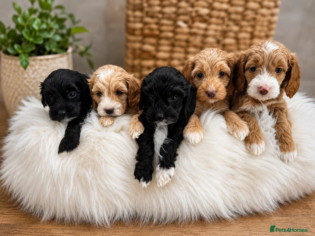 Cockapoo dogs for sale: 🐶🤍 ADORABLE F1 COCKAPOO PUPPYS 🤍🐶 - Advert 1