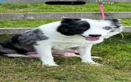 Border Collie dogs for sale: Ready to Leave Border Collie Puppies  - Image 7