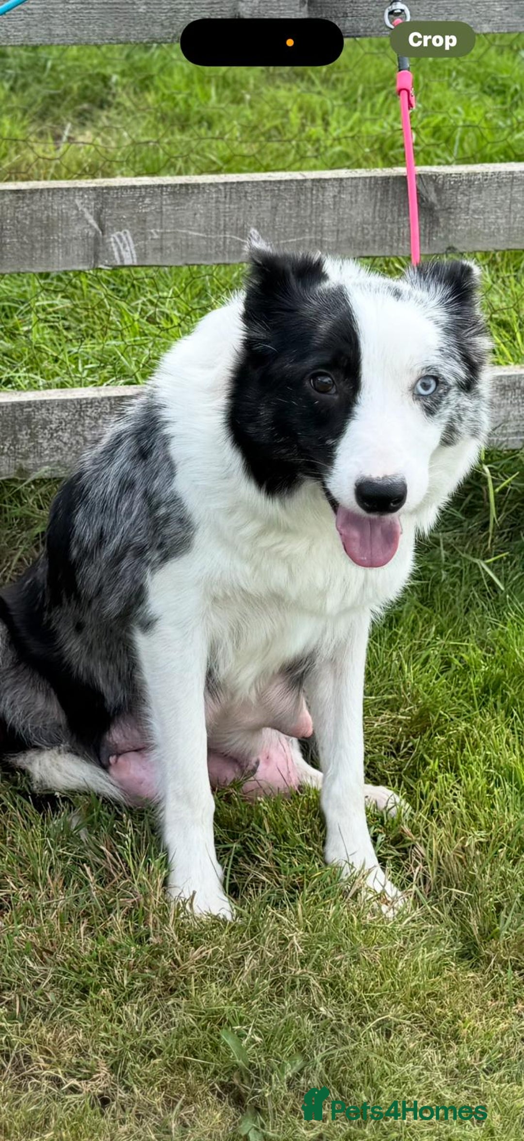 Border Collie dogs for sale: Ready to Leave Border Collie Puppies  - Image 7
