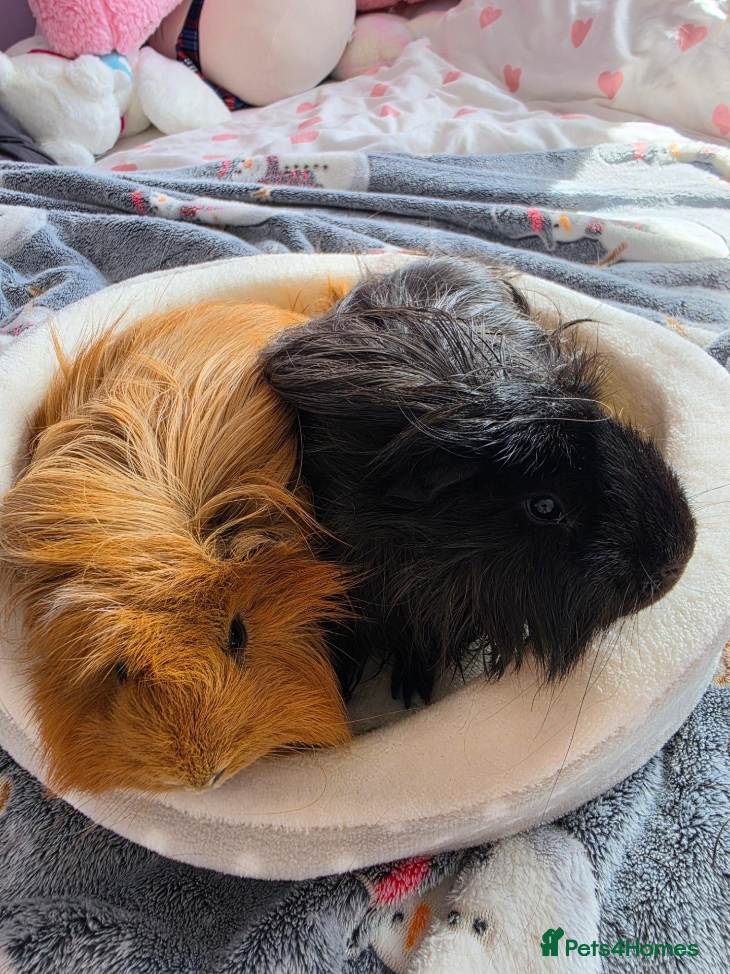 Guinea Pig rodents Two guinea pigs looking for a loving home! - Advert 8