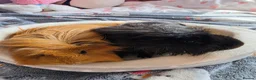 Guinea Pig rodents for sale: Two guinea pigs looking for a loving home! in Basildon - Advert 1