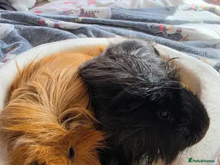 Guinea Pig rodents Two guinea pigs looking for a loving home! - Advert 1