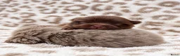 Pomeranian dogs for sale: Petite Teddy Bear Faced Pups Lilac & Chocolate - Advert 2