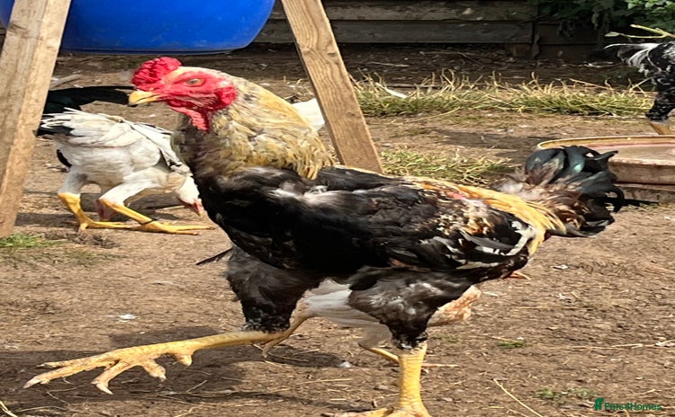 Chickens poultry Indio Gigante *LARGE BIRDS* - Advert 1