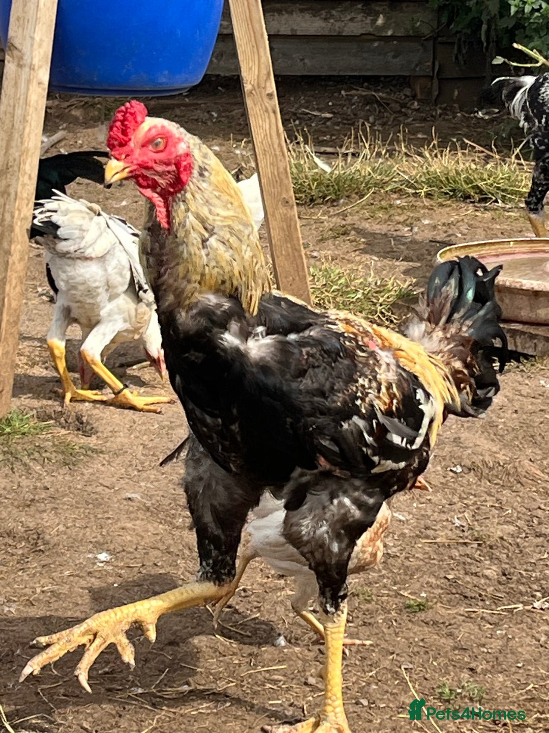 Chickens poultry for sale: Indio Gigante *LARGE BIRDS* - Advert 1