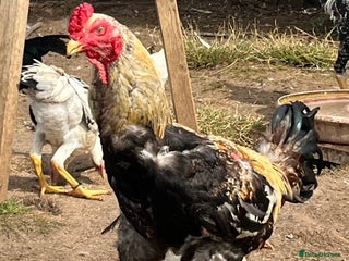 Chickens poultry Indio Gigante *LARGE BIRDS* - Advert 1