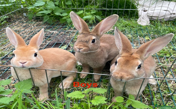 Rex rabbits - Advert 1