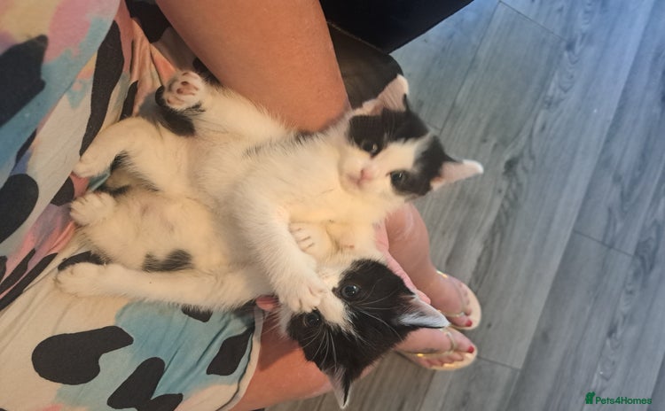 Domestic Shorthair cats - Advert 3
