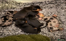 Miniature Dachshund dogs for sale: Male Silver Dapple Miniature Dachshund's  - Image 3