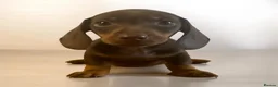 Miniature Dachshund dogs for sale: ** PRA CLEAR MINI DACHSHUND PUPPIES ** - Advert 11