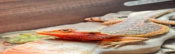Bearded Dragon reptiles for sale: Red Translucent Bearded Dragon - Advert 2