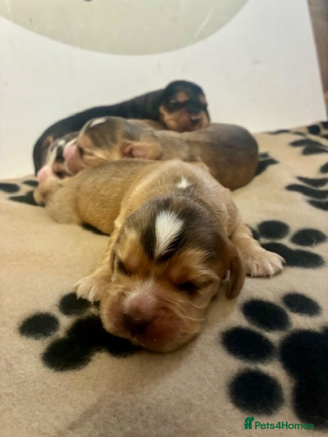 Cockalier dogs for sale: ✨ Beautiful Cockalier puppies ✨ - Image 4