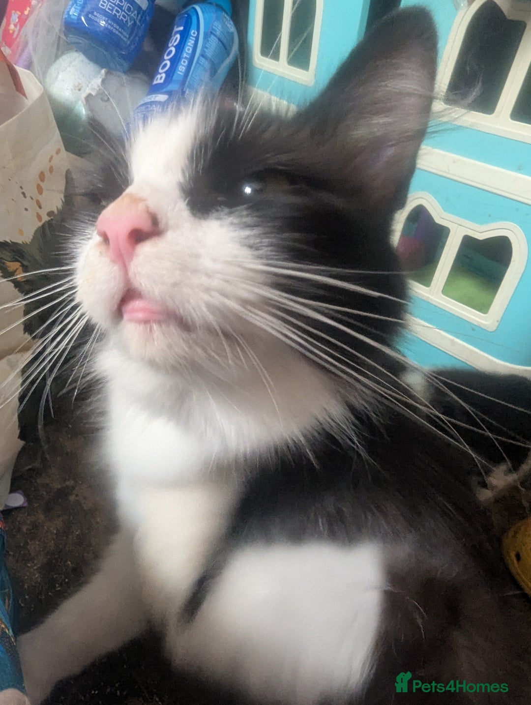 Maine Coon cats for sale: Maine coon x - Image 1