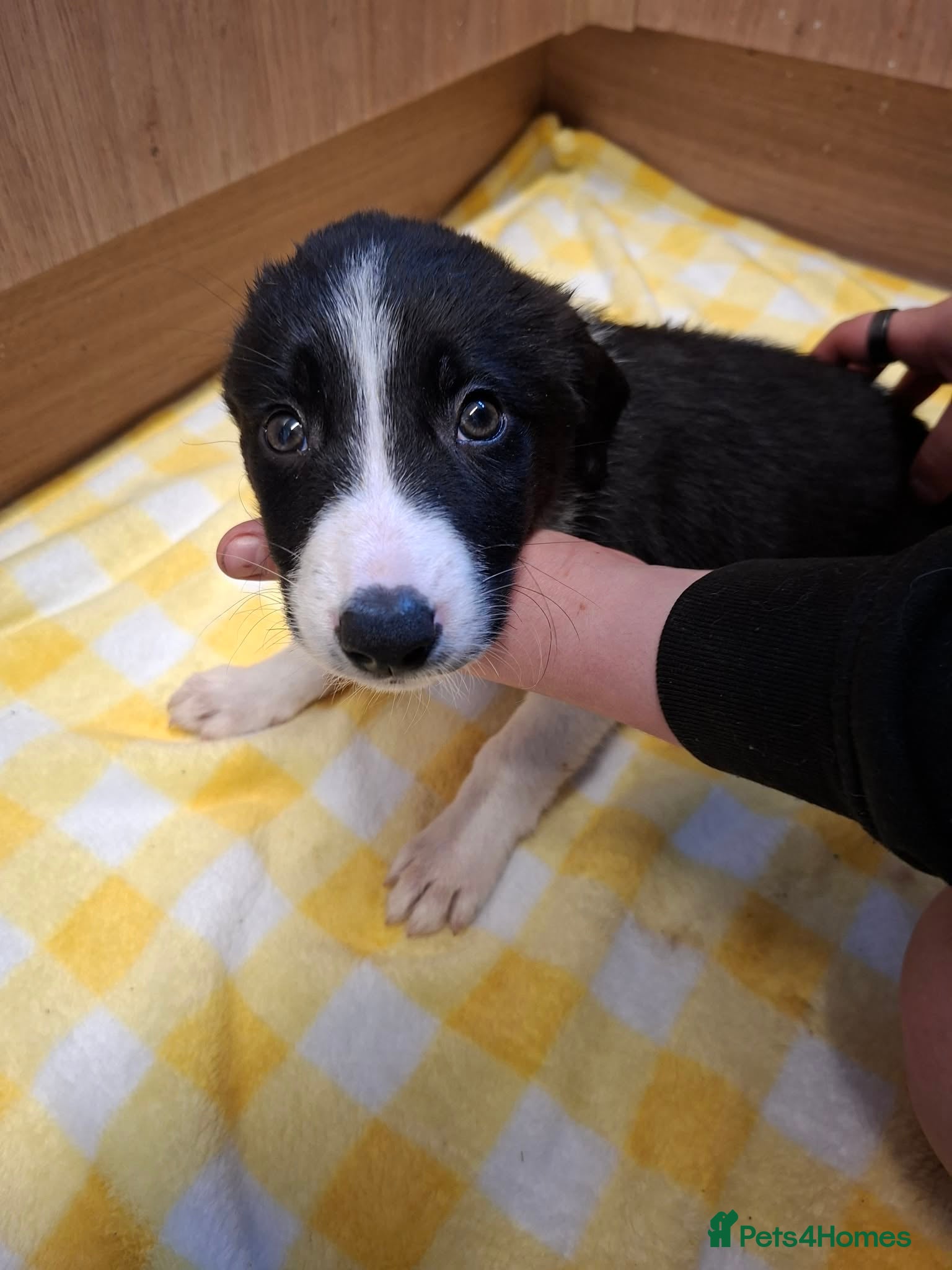 Border Collie dogs for sale: 4 male Border Collies for sale  - Advert 10
