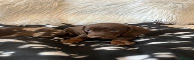 Miniature Dachshund Puppy 2