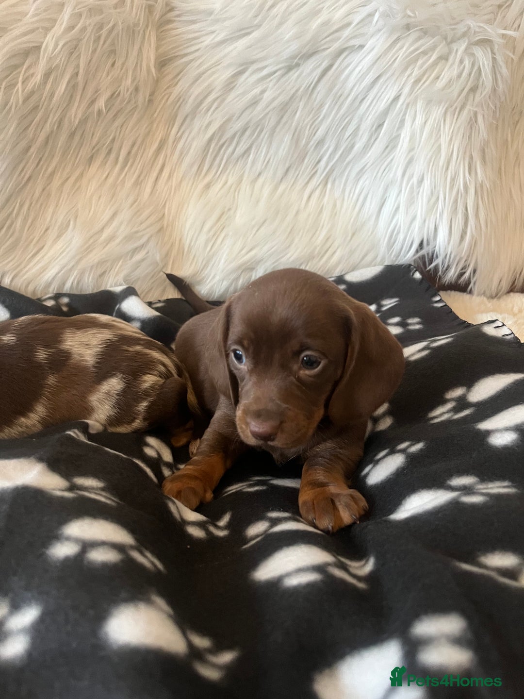 Miniature Dachshund dogs for sale: Miniature dachshund Puppies 🐶 Boy Available! - Advert 11