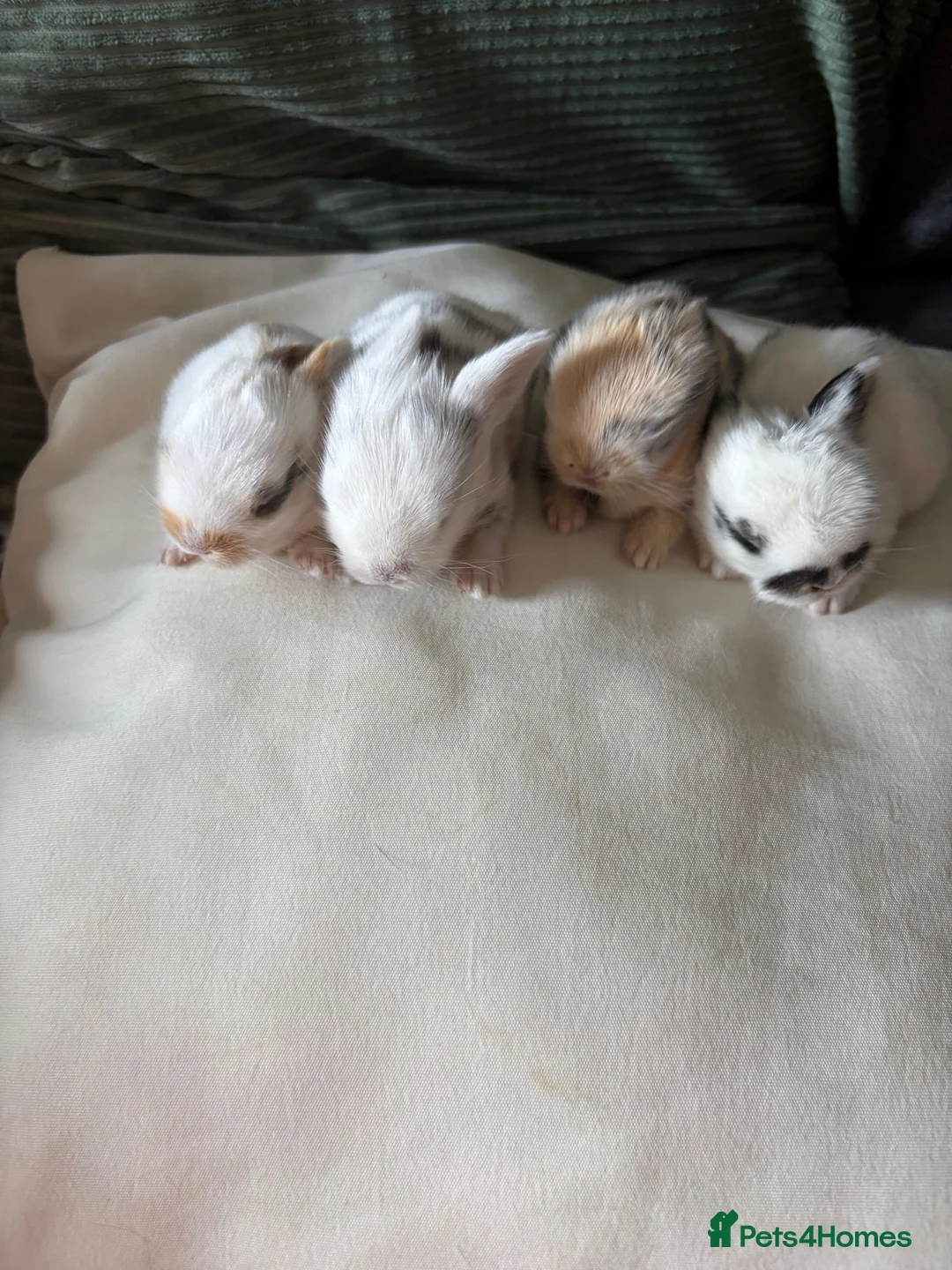 Mixed Breed rabbits for sale: 9x MINI LION LOP BUNNIES READY SEPTEMBER  - Advert 11