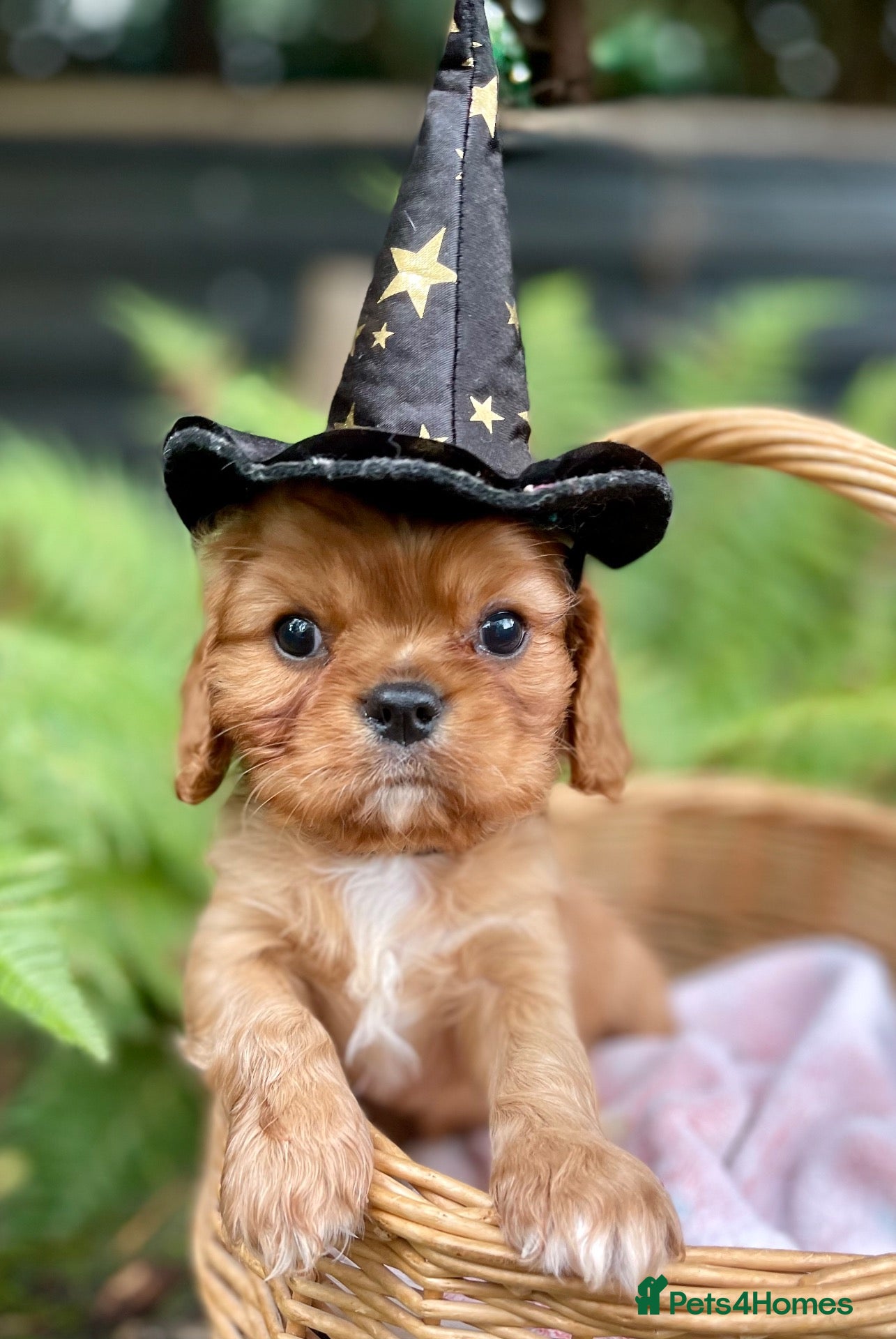 Cavalier King Charles Spaniel dogs Adorable RKC registered Health tested parents  - Advert 2