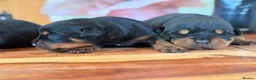 Rottweiler dogs for sale: Stocky Rottweiler pups  - Advert 7