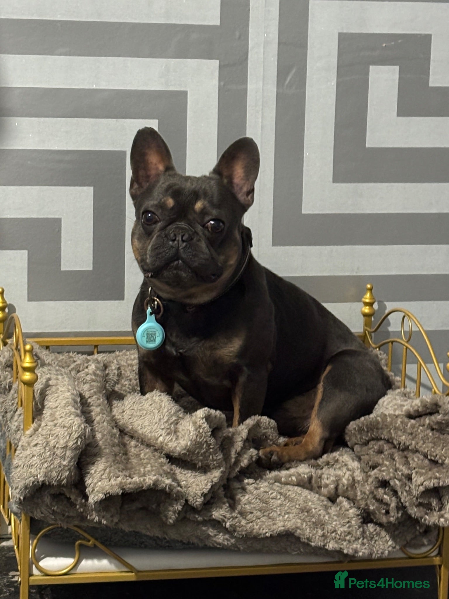 French Bulldog dogs French bulldog male - Advert 9