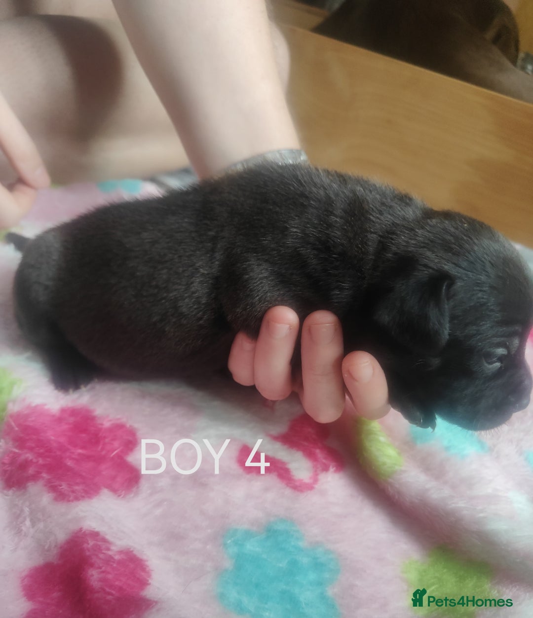 Mixed Breed dogs for sale: Lab x staff pups  - Image 8