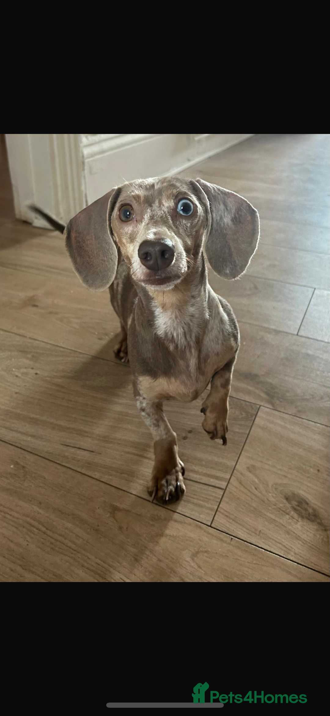 Miniature Dachshund dogs for sale: Miniature dachshunds  - Image 13