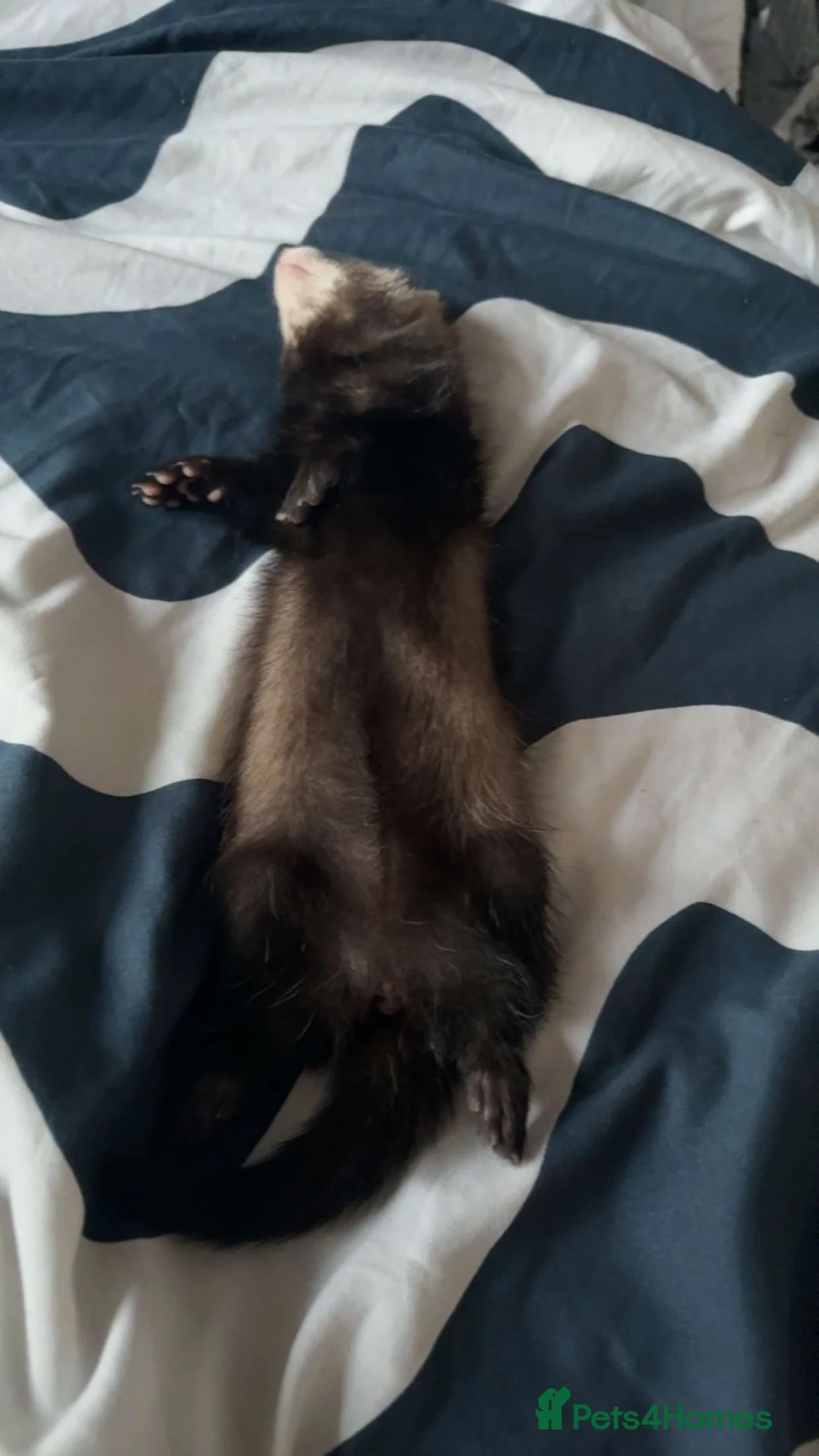 Ferret rodents for sale: Ferret  in Telford - Advert 2