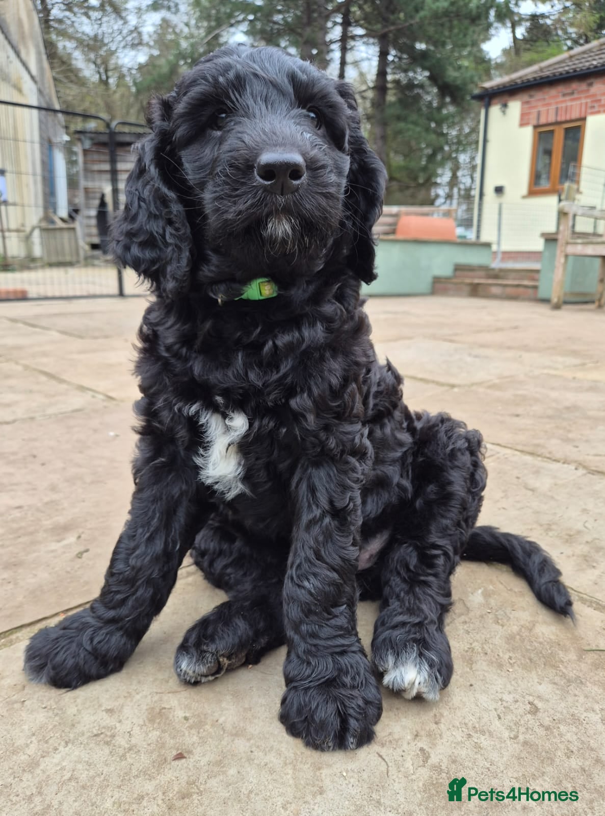 Labradoodle dogs Standard Labradoodle F3/multigen Puppies - Advert 2