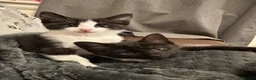 Mixed Breed cats for sale: Adorable kittens needing loving forever homes 🐾 - Advert 3