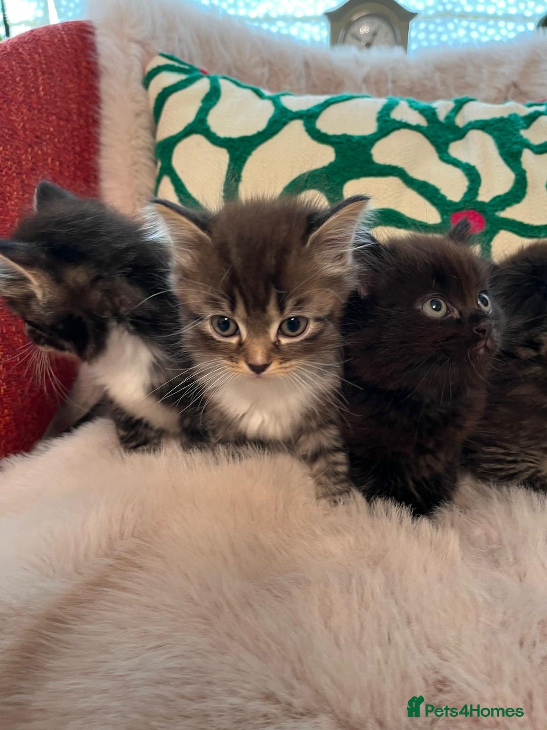 Ragdoll cats for sale: Beautiful Fluffy Ragdoll Cross Kittens For Sale - Image 5