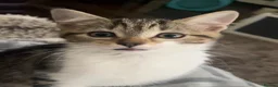 American Wirehair cats for sale: 2 young female cats.  - Advert 5