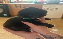 Mixed Breed dogs for sale: Huskador - Image 19